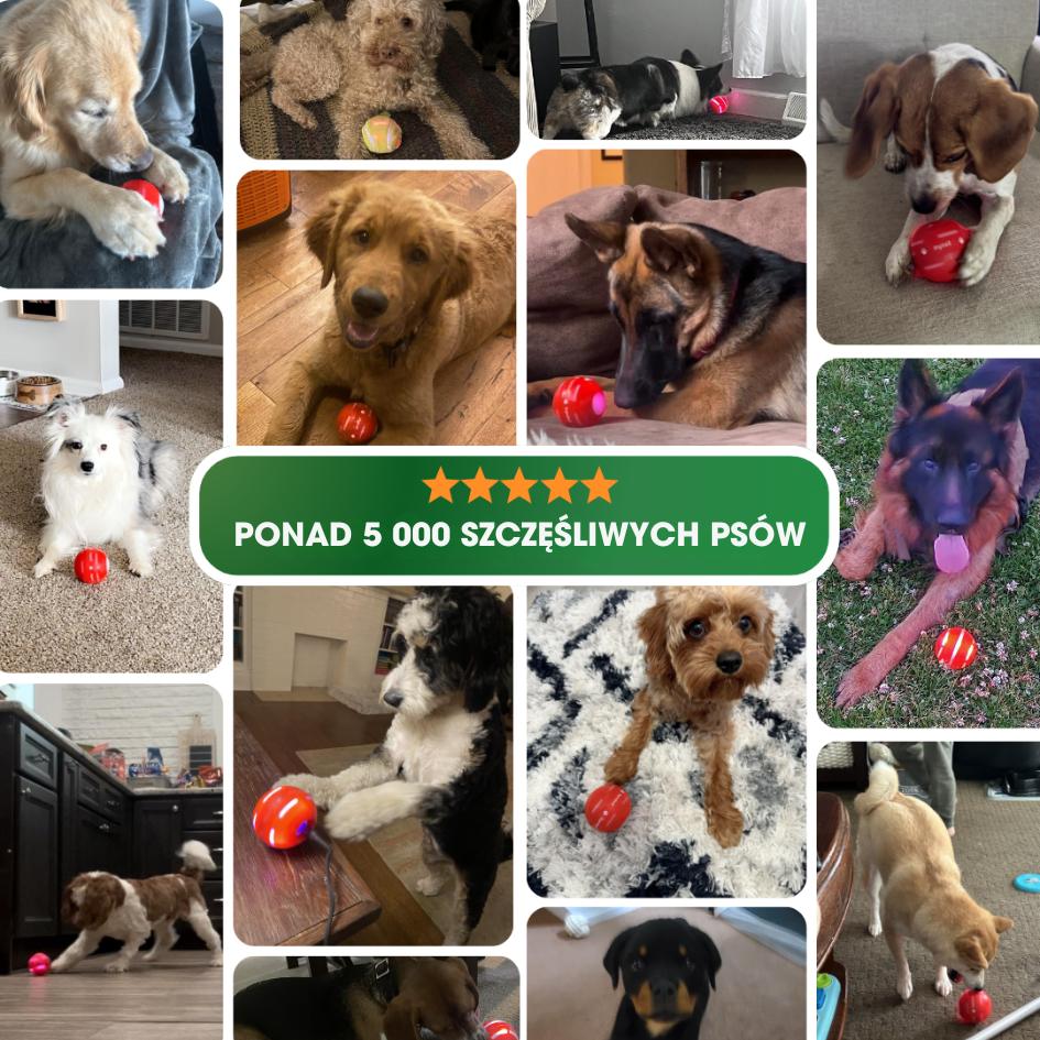 ZoomBall™ - Interaktywna piłka, którą kochają wszystkie psy